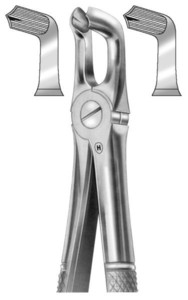 fig.79, English pattern, spodnji tretji molarji