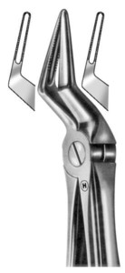 GRIFFI, fig.51A, English pattern, zgornje koreninske